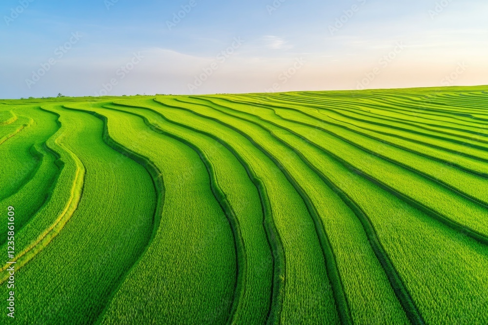 Poster aerial view of green rice fields in indonesia capturing intricate patterns of landscape