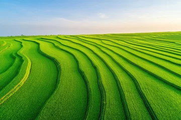 Poster aerial view of green rice fields in indonesia capturing intricate patterns of landscape