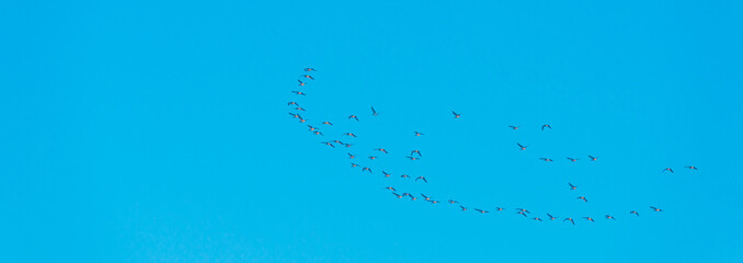 Fototapeta premium Birds flying in nature in a foggy sky in the light of sunrise in winter, Almere, Flevoland, The Netherlands, February 1, 2025