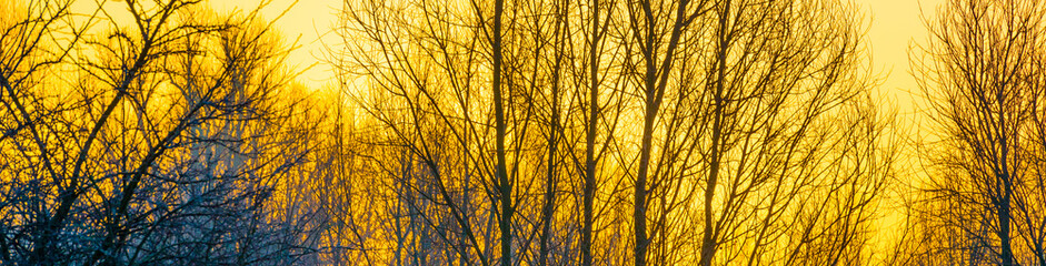 Trees in a yellow foggy sky in the light of sunrise in winter, Almere, Flevoland, The Netherlands, February 1, 2025