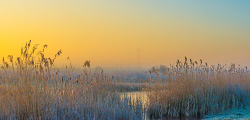 The edge of a frozen lake in the light of sunrise in winter, oostvaardersveld, almere, flevoland, netherlands, February 1, 2025