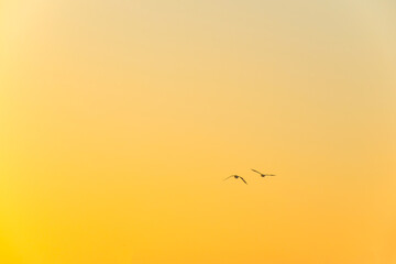 Birds flying in nature in a foggy sky in the light of sunrise in winter, Almere, Flevoland, The Netherlands, February 1, 2025