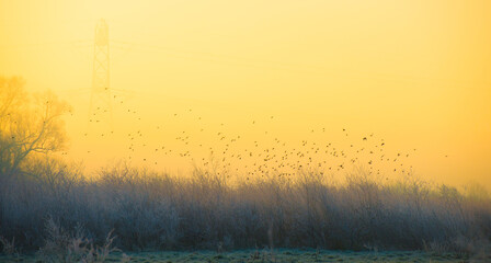 Birds flying in nature in a foggy sky in the light of sunrise in winter, Almere, Flevoland, The...