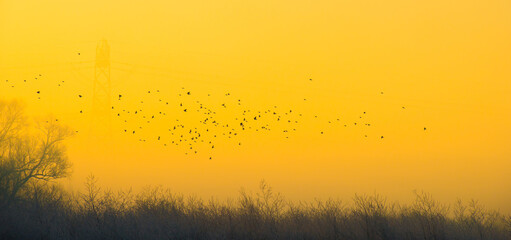 Birds flying in nature in a foggy sky in the light of sunrise in winter, Almere, Flevoland, The Netherlands, February 1, 2025