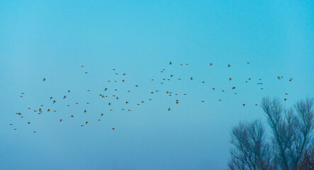 Birds flying in nature in a foggy sky in the light of sunrise in winter, Almere, Flevoland, The...