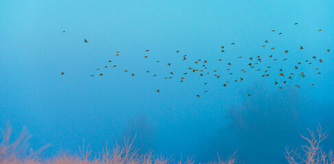 Birds flying in nature in a foggy sky in the light of sunrise in winter, Almere, Flevoland, The...