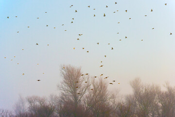 Birds flying in nature in a foggy sky in the light of sunrise in winter, Almere, Flevoland, The...
