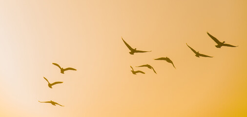 Birds flying in nature in a foggy sky in the light of sunrise in winter, Almere, Flevoland, The...