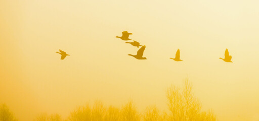 Birds flying in nature in a foggy sky in the light of sunrise in winter, Almere, Flevoland, The...