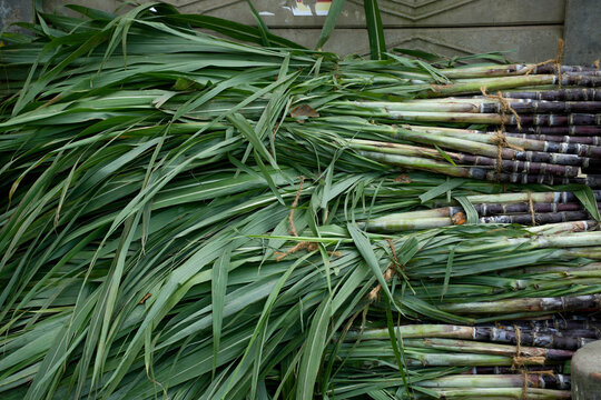  Sugarcane Plant in pongal festival