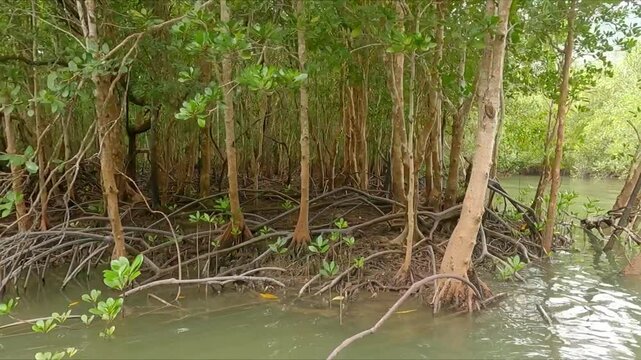 POV traveling down a mangrove filled river in Phuket Thailand