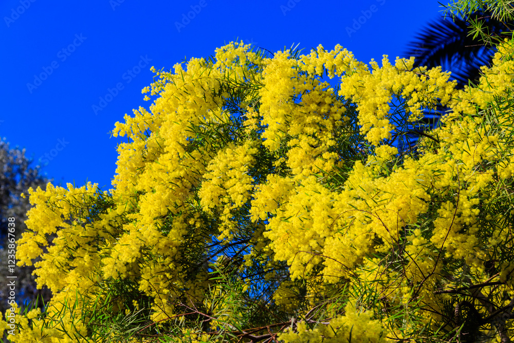 Canvas Prints Flowering yellow mimosa tree against blue sky