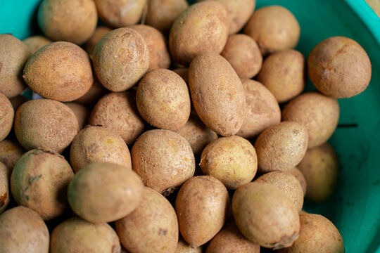 Sapota fruit commonly known as sapodilla, sapota, chikoo, chico, naseberry, or nispero
