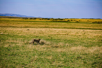 cheetah in the grass