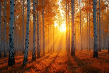 Foto op Canvas Autumn birch grove at sunset © Limanou Mikael