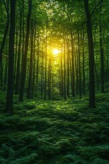 Obraz premium Sunlit forest pathway nature scene lush greenery tranquil environment soft viewpoint