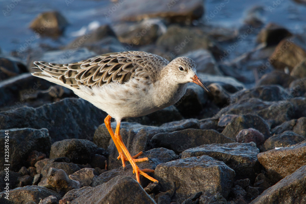 Poster close up portrait of a redshank, tringa totanus, as it walks over rocks on the beach looking for foo