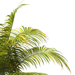 palm Tree Leaves isolated on transparent background. big old palm tree with green leaves on transparent background. Isolated palm tree on white background. cutout palm tree leaves PNG. Dictyosperma.