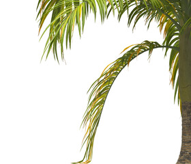 palm Tree Leaves isolated on transparent background. big old palm tree with green leaves on transparent background. Isolated palm tree on white background. cutout palm tree leaves PNG. Dictyosperma.