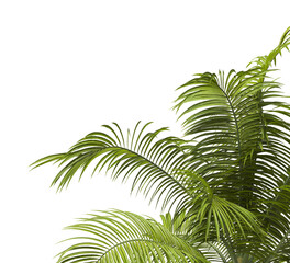 palm Tree Leaves isolated on transparent background. big old palm tree with green leaves on transparent background. Isolated palm tree on white background. cutout palm tree leaves PNG. Dictyosperma.