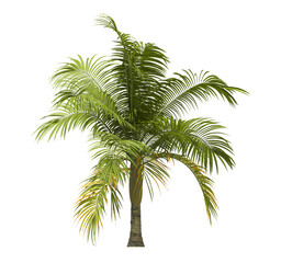 Single palm Tree isolated on white background. big old palm tree with green leaves on white background. Isolated palm tree on white background. side view of cutout palm tree leaves. Dictyosperma album