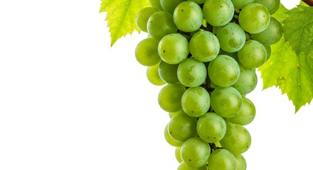Obraz premium Lush Green Grapes Hanging on Vine with Leaves Fresh Fruit White Background