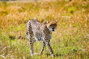 cheetah in the grass