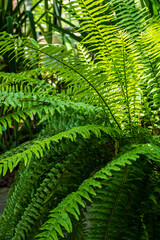 Vibrant ferns display an array of greens, casting gentle shadows as sunlight filters through their delicate fronds in a tranquil botanical garden. 