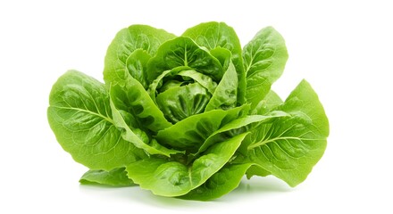 Fototapeta premium Fresh Green Cos Lettuce Organic Vegetable Healthy Food Salad Ingredient Isolated on White Background
