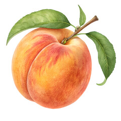 Peach isolated on white background