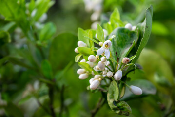 Blossoming orange tree, Valencia orange and orange blossoms, Spring harvest, closeup of Orange tree branches with flowers, buds and leaves