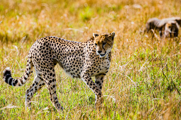 cheetah in the grass