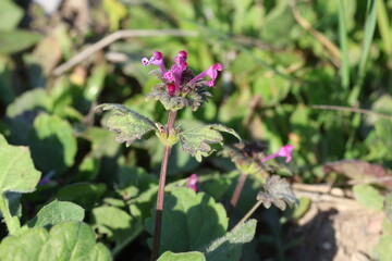 Lamium amplexicaule, commonly known as henbit dead-nettle is a species of Lamium.