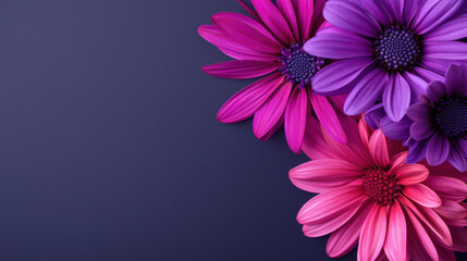 Fototapeta premium A vibrant display of pink and purple daisies against a dark background, creating an elegant and cheerful floral ambiance.