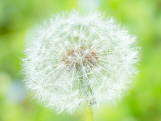 Fototapeta premium タンポポの綿毛のある風景