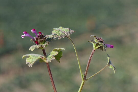 Lamium amplexicaule, commonly known as henbit dead-nettle is a species of Lamium.