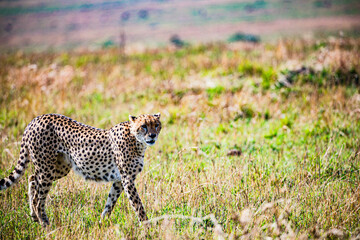cheetah in serengeti national park