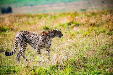 cheetah in the grass