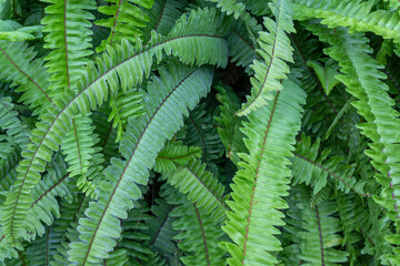 Lush Green Fern Leaves