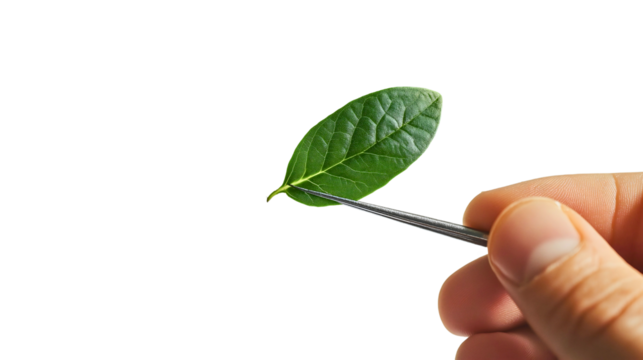 Close-Up of Hand Holding Green Leaf with Tweezers in Natural Setting for Botanical and Herbal Research