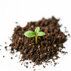 young plant growing from soil