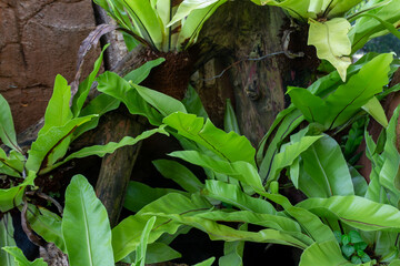 Green Ferns Growing in a Natural Environment