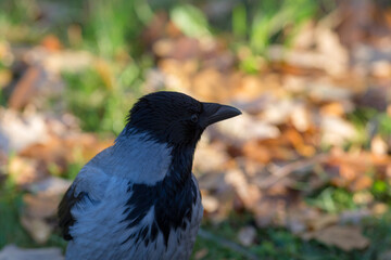 Fototapeta premium crow against the background of autumn leaves