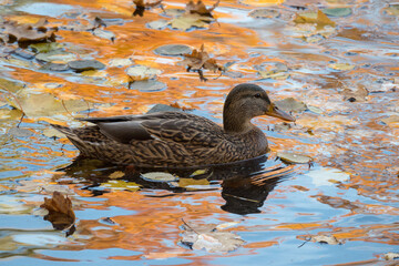 duck in water with leaves