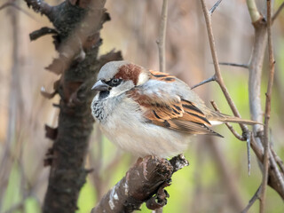 portrait of a sparrow