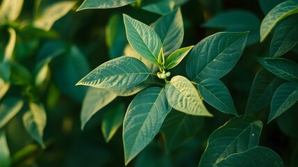 Lush Green Leaves and Buds of a Plant