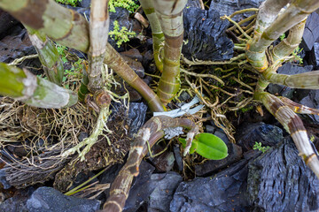 Mossy Rock with Cracks and Yellowish Growth