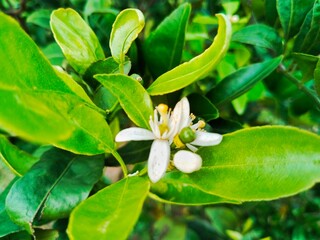 The appearance of sweet orange flowers (Citrus sinensis L.) is star-shaped, has five petals and blooms at the end of the twig, is yellowish white in color, and has a fragrant smell.
