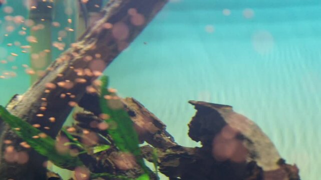 Blurry and defocused footage of fish eating pellets. Fish swim happily as pellets spread inside the aquarium tank. Feeding fish. Aquascape arts. Aquatic Fish Tank in 4K Resolutions