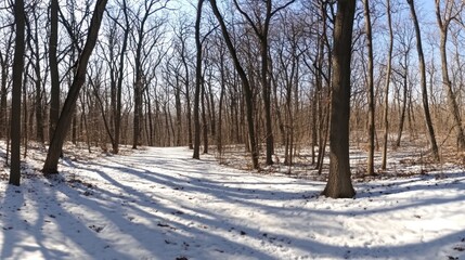 Fototapeta premium Snowy path through a winter forest of bare trees